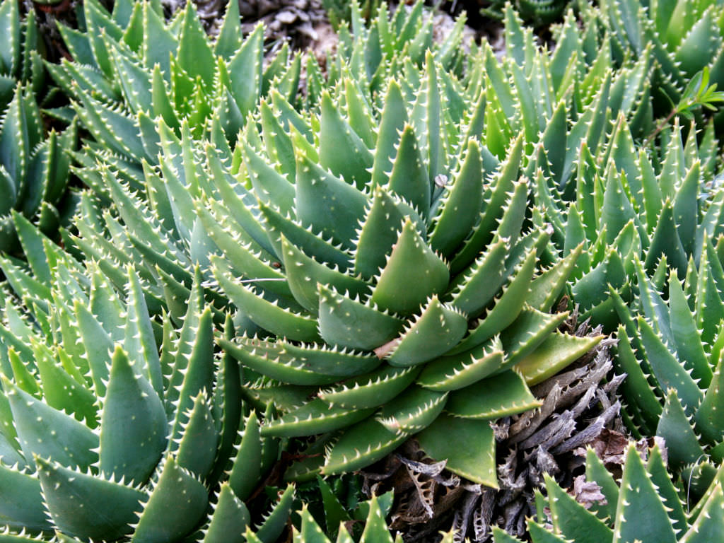 Aloe Mitreperfoliata